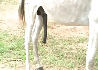 Horse fucks his female in brutal modes during perfect scenes