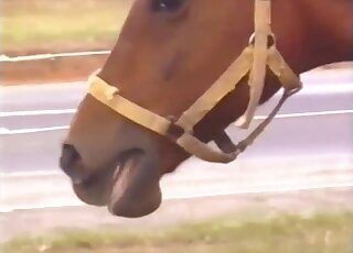 عاشق زوفيليا شهواني يصور حصانًا أنثى يتوق إلى القضيب
