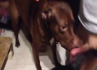 Horny male fucks his dog in the ass and records the whole ordeal