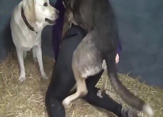 Pair of dogs fuck hairy mature in the ass for brutal treats