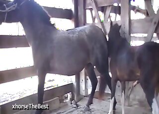 Rough sex between horses while horny zoom lover sits and watches