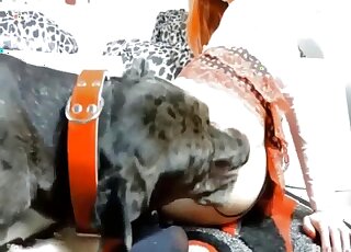 Sloppy cam zoophilia shows naked redhead trying dog licking porn