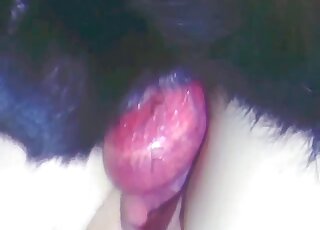 Tight woman fucked by the dog on cam and soaked in fresh jizz