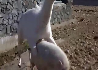 Male Lama fucks tight pig in the ass while the guy filming it