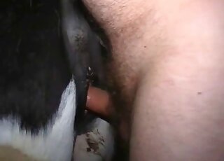 Horny male tries the wet horse vagina with the fingers before fucking it