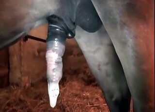 Merciless horny fucks tight cunt of a zoophile during zoo porn in stables