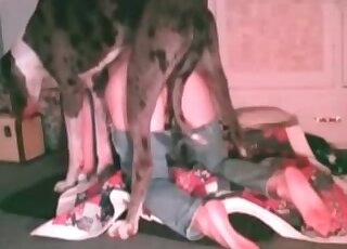 كلب ضخم يجعل الكلبة الشهوانية تئن من الجماع الساخن