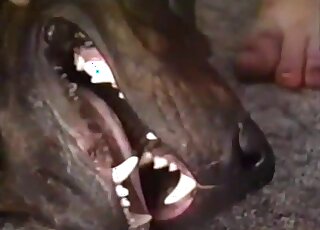 Doggystyle love featuring a blonde that also loves licking dicks