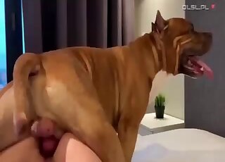 سيدة ترتدي قناعًا أسود سعيدة بإعطاء وحشها البني يدًا يدوية