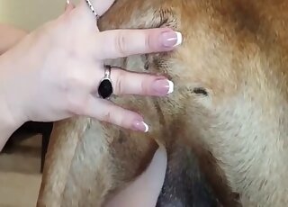 Eye-opening zoophilic experience with a dog that fucks on all fours