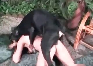 Black dog doesn't hesitate to fuck hard the wet cunt of a bitch