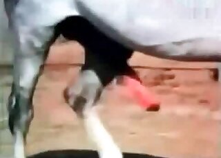 Zoo porn demonstrates passionate sex with horses from various angles