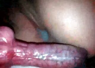Close-up look at the way dog cums right inside shaved cunt of a bitch