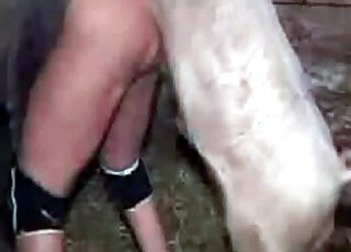 Aroused pig bangs ass of a zoophile from behind in a kinky bestiality video