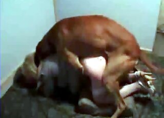 مجموعة من الحب من وضعية الكلب مع كلاب مثيرة تتزاوج بقوة