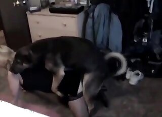 تفتح امرأة بوما مثيرة ترتدي ملابس سوداء ساقيها لكلب صغير ولكنه منحرف