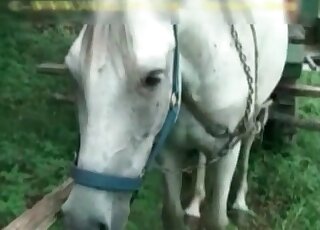 Horny couple arrange beastiality threesome sex blow stallion’s cock