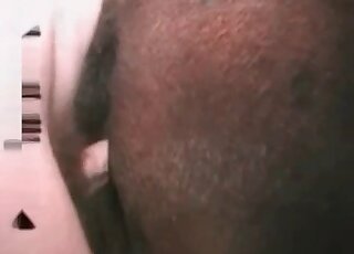 Dude sticks dick in pony’s ass enjoying threesome zoophilia action