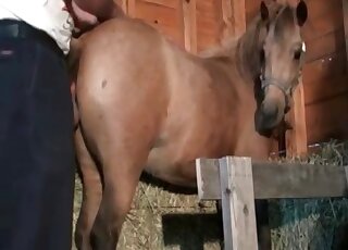 Zoo pervert stuffs his dick in horse’s deep ass in the barn