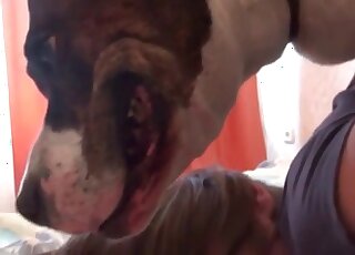 Huge dog cannot wait to fuck anal of a dirty-minded zoo slut