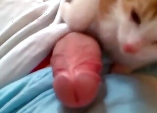 Dude lets his cat lick his big dong in a homemade zoo porn video