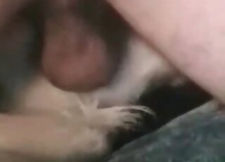 رجل منحرف يمارس الجنس مع كلبه في الداخل