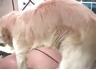 Fluffy dog looks happy while fucking horny babe from behind