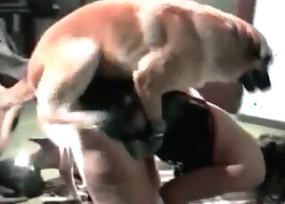 Horny canine finds tight pussy of a mature chick perfect for zoo sex