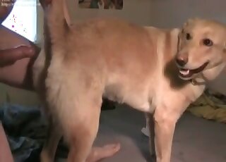 Guy fucks his submissive pet dog and makes it enjoy the zoo copulation