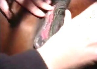 Masked guy strokes and fingers a horse before going enjoying zoo sex