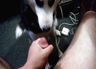 Dog watches a pervert jerk off and licks his dick with pleasure