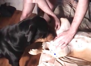 Absent-minded male pervert makes one dog lick another in a hot scene