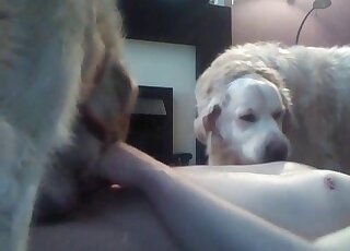 Perverted man teaches his dogs to suck his cock to get pleasured