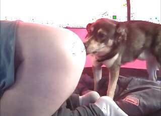 Amazed dog likes exploring juicy ass and pussy of a zoophile lady