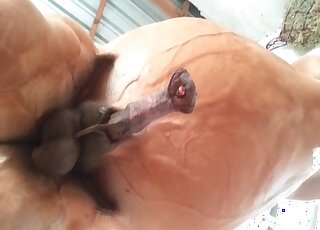 منحرف شهواني يلتقط مقطع فيديو لقضيب حصان أثناء انتصابه