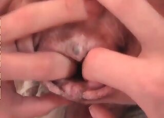 Animal sex addicted guy teases pussy of his female dog in all ways