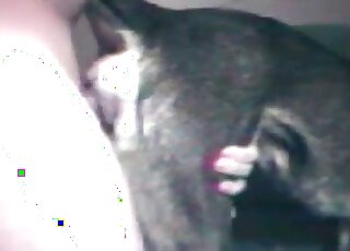 رجل سيء يضرب كلبًا ويدخل قضيبه الضخم في فتحته الضيقة