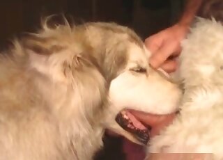 كلب يحصل على فم محشو بعمق مع قضيب منتصب لرجل منحرف