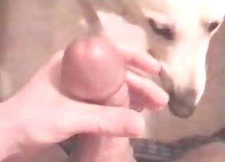 Zoophile guy likes to get penis licked by his dog before copulation