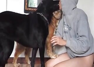 Sweetie takes off panties to get pussy licked by her loving dogs