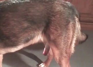 Crazy female calls up her dog to fuck her starving cunt hard