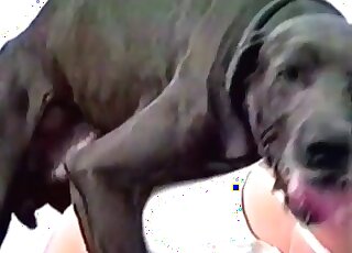 Huge trained canine eats juicy pussy of a MILF and screws it hard