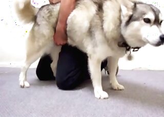 Horny pervert calls up his dog to explore its hole with his fingers