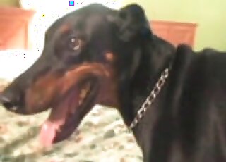 رجل محب للحيوانات يحب أن يحفر كلبه الأسود عندما لا يكون أحد في المنزل