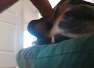 Awesome zoophile dude makes his dog experience the craziest bang