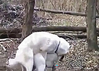 Two white dogs fucking outdoors in a terrific voyeur zoo porn vid