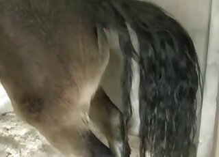 فرس بنية مثيرة تعرض مهبلها المثالي في فيلم إباحي محظور