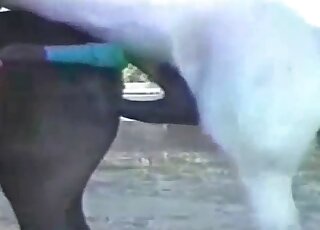 White stallion fucking brown mare in outdoor zoophilia porn scene