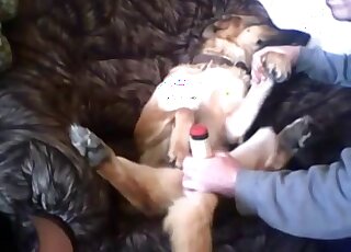 Zoophile dude uses a dildo to fuck his dog's pussy in an armchair