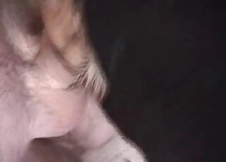 مشهد جنسي عن قرب يظهر كلبًا أسود وقضيبًا بشريًا بجودة عالية الدقة